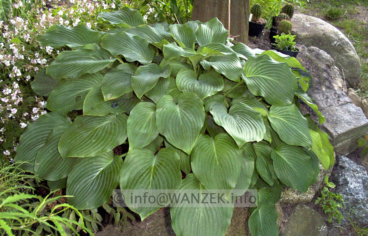Hosta Hybride Henrieke 01.jpg